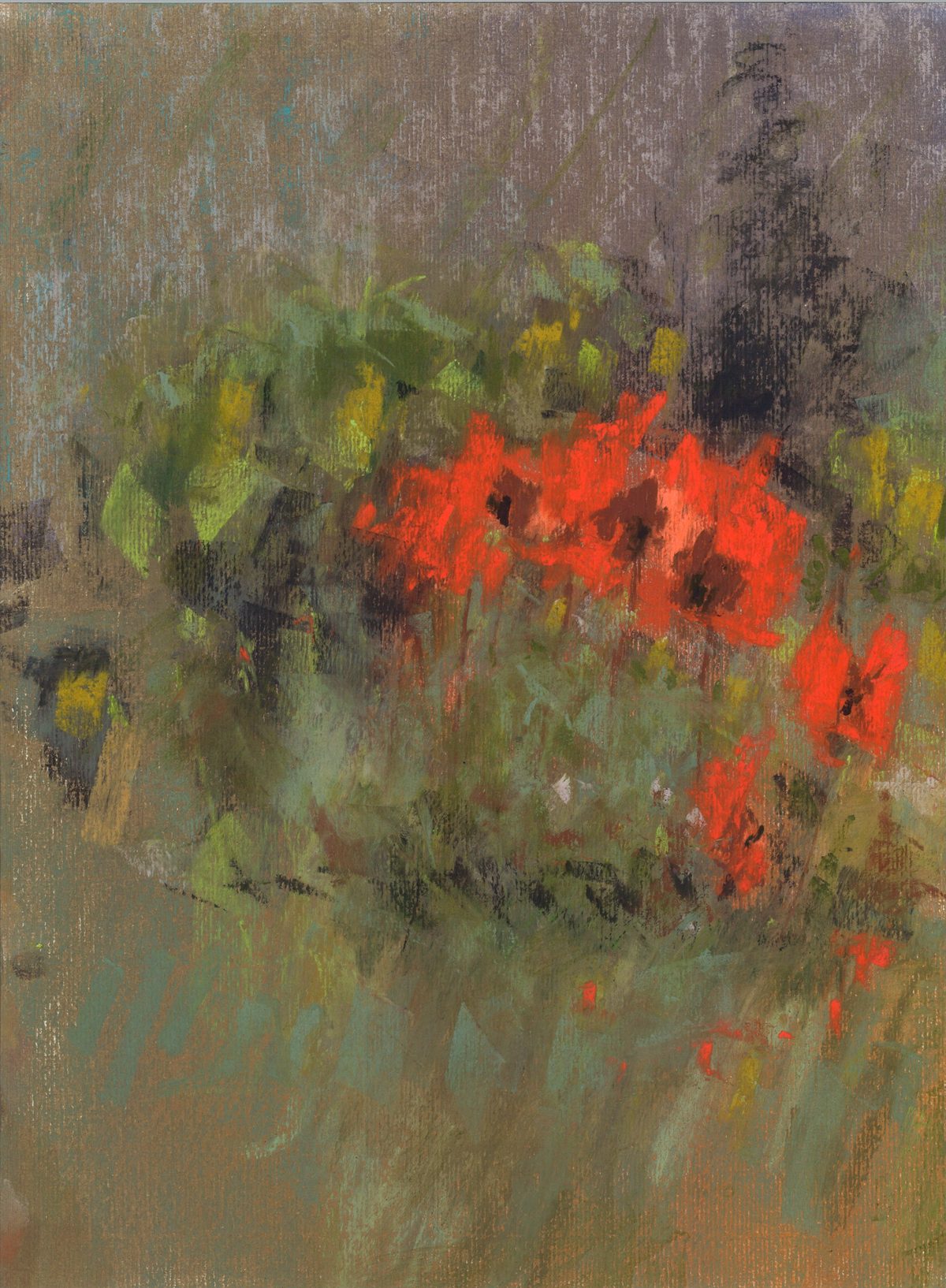 Pavot du jardin